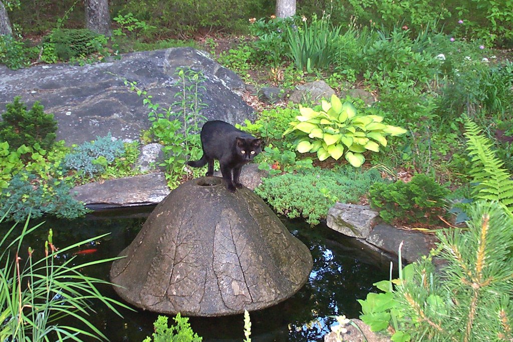 Owner cleaning the pump and basin of a cat water fountain with a small brush