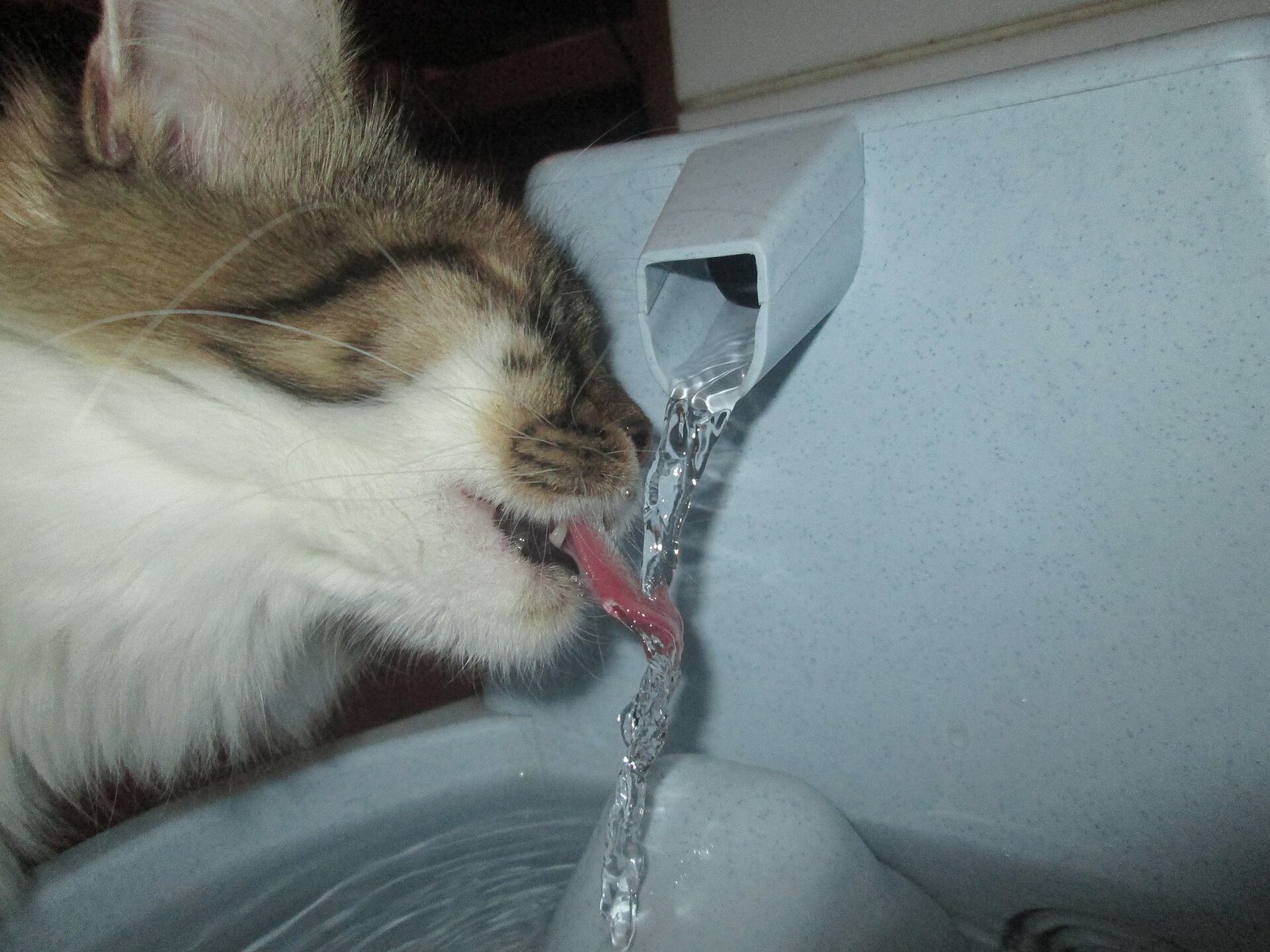 Two cats drinking from a large ceramic cat water fountain in a living room